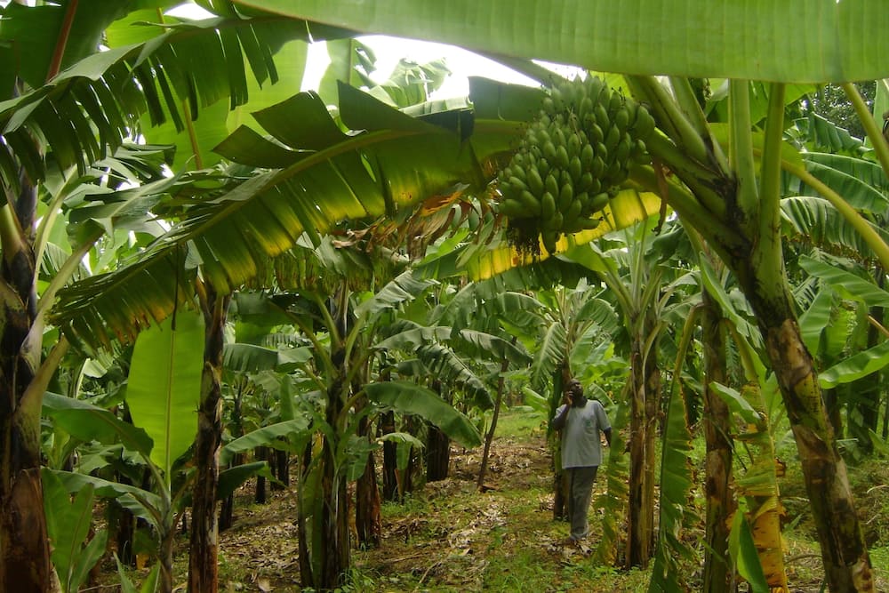 Banana Farming in Kenya