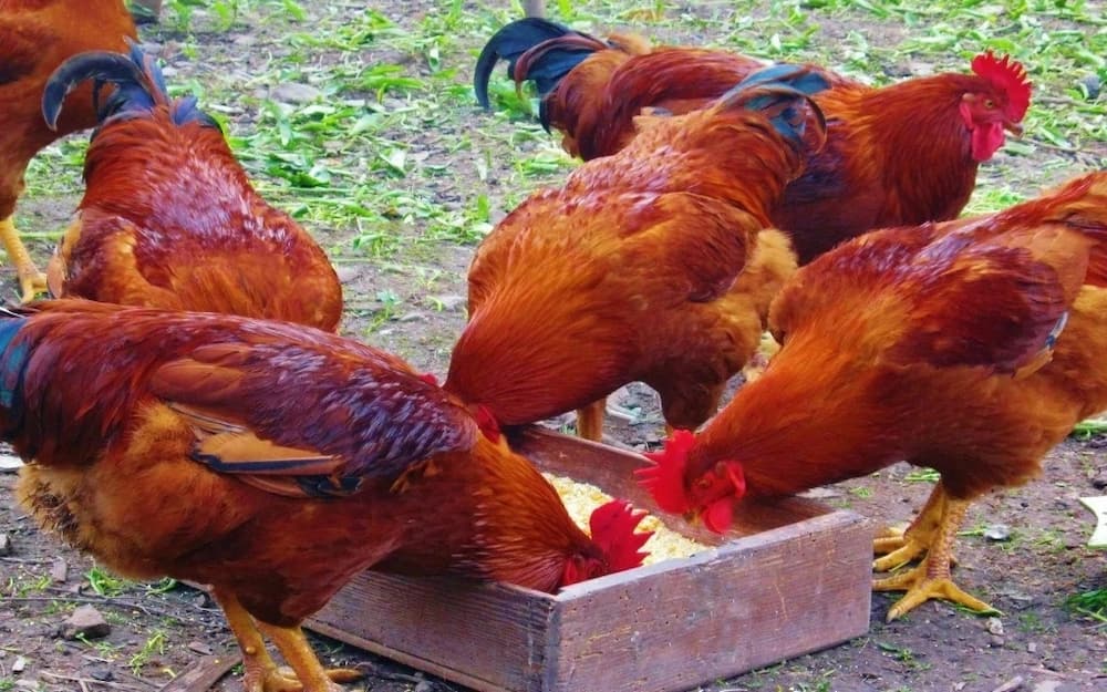 kienyeji-chicken-prices-in-kenya-tuko-co-ke