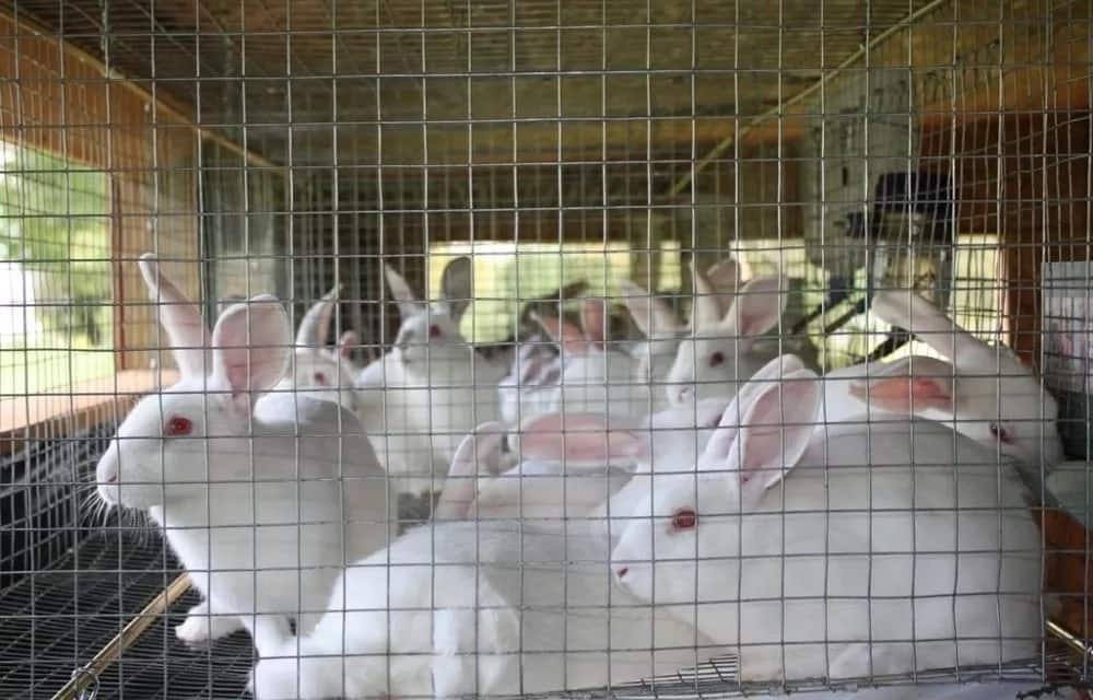 Rabbit farming in Kenya - rabbit buyers in Kenya - Tuko.co.ke
