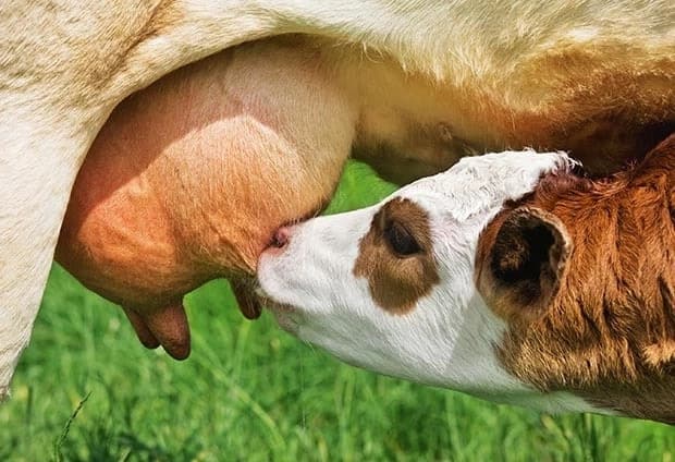Calf rearing guide