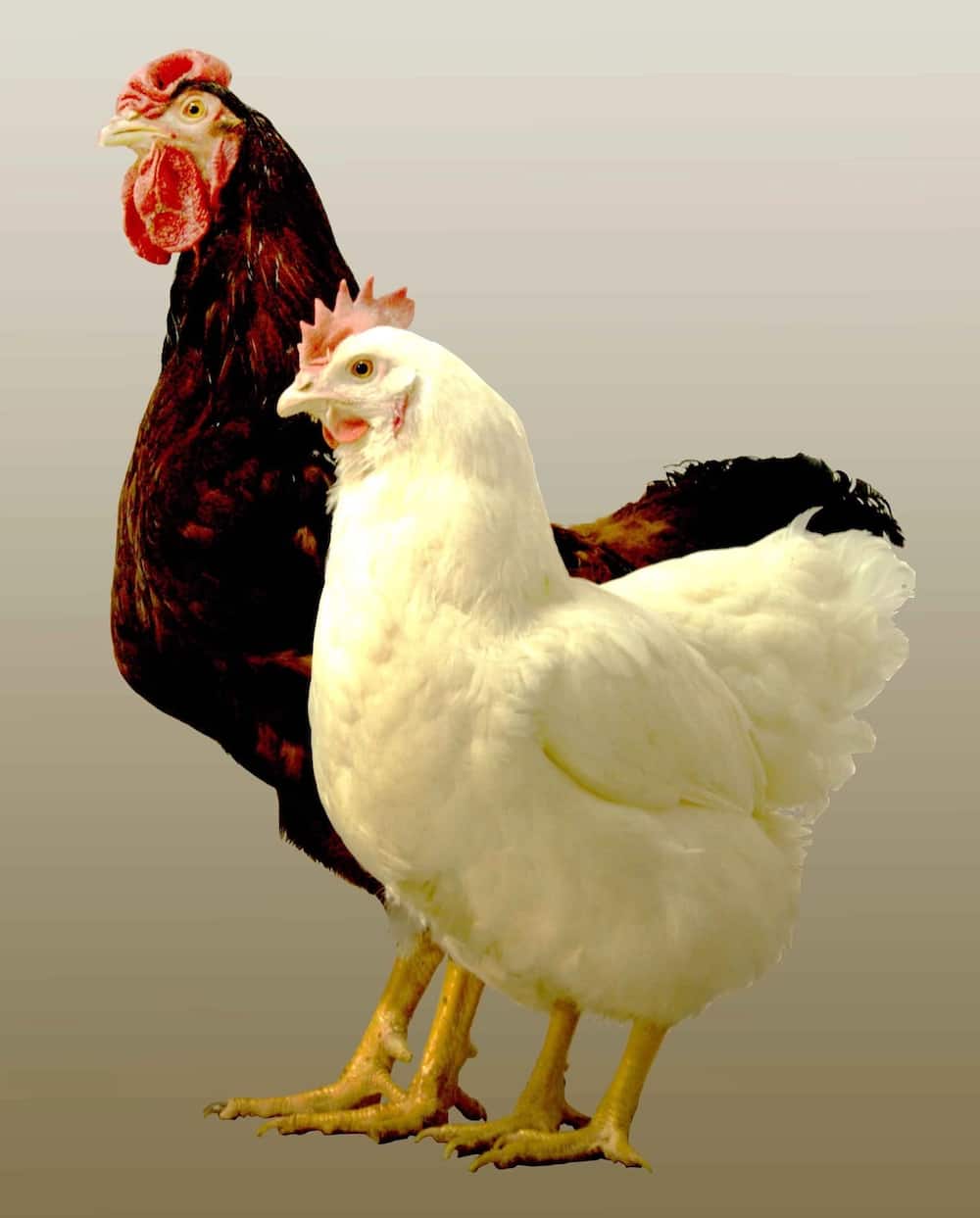 Kienyeji poultry farming in kenya
Layers poultry farming
How to do poultry farming in kenya