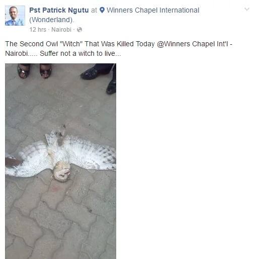 Winners Chapel pastor kills owl he believes is a witch