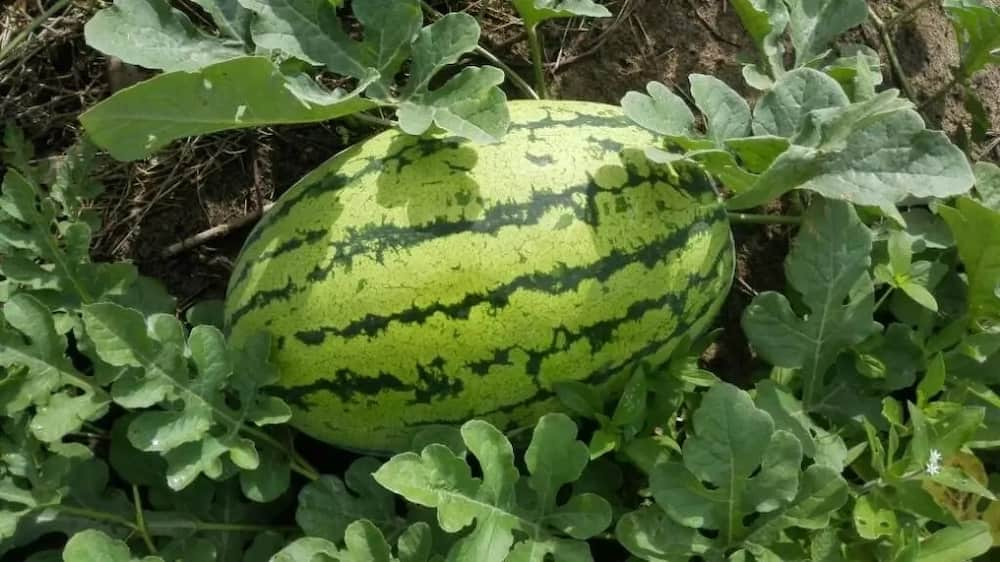 Watermelon fertilizer requirements