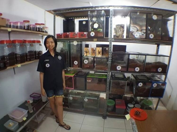 Spider-woman! Meet woman, 28, who lives with 1500 pet TARANTULAS (photos)