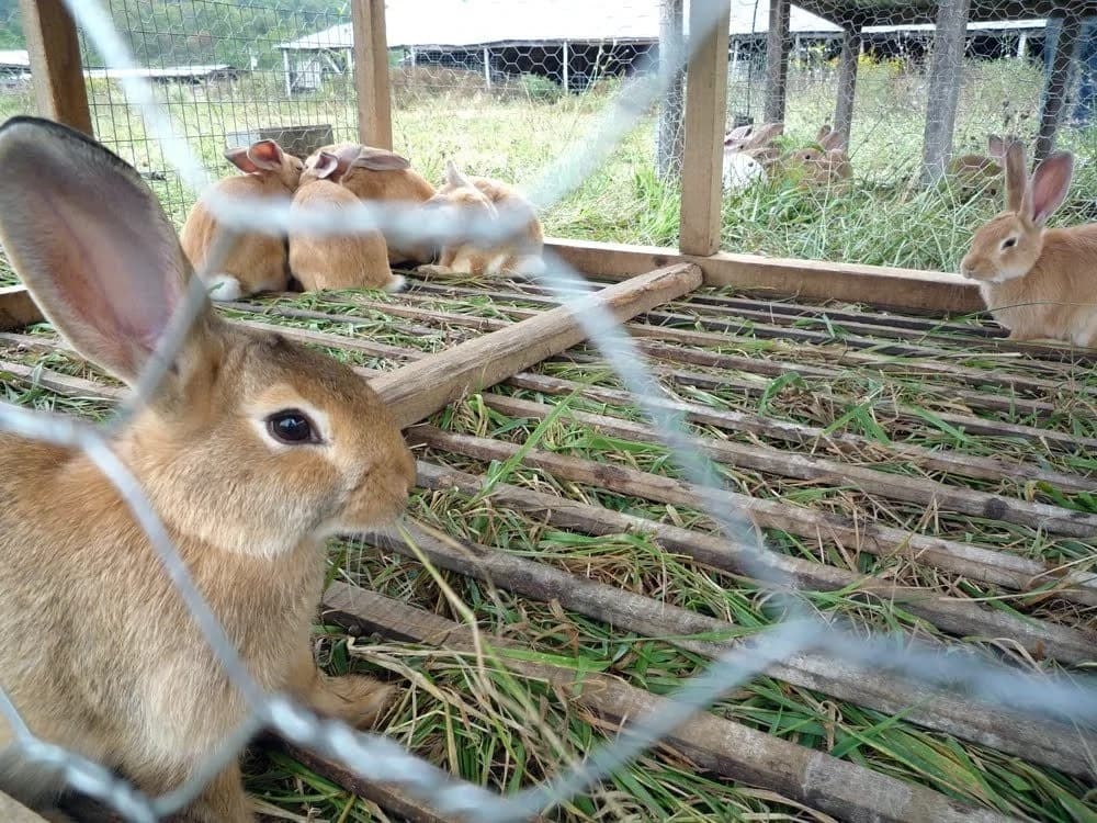 Rabbit farming in Kenya - rabbit buyers in Kenya