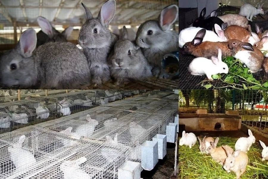 Large scale rabbit farming in Kenya