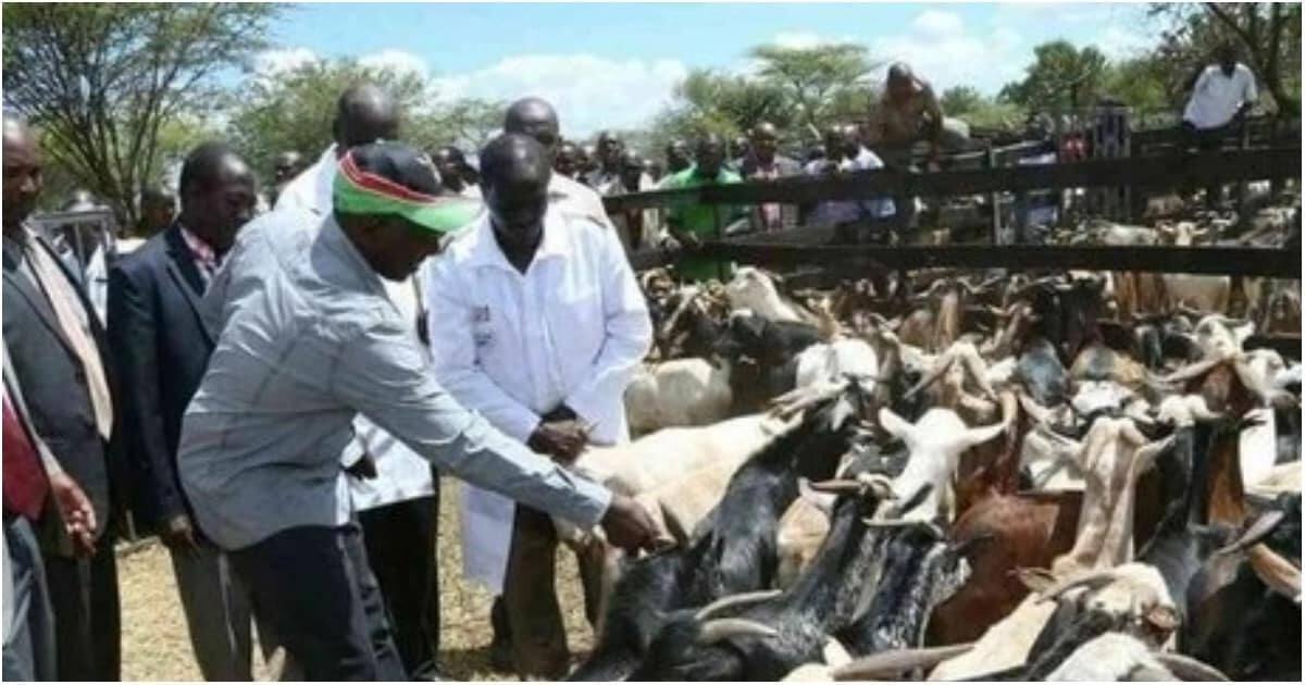 Image result for DP Ruto goat auction