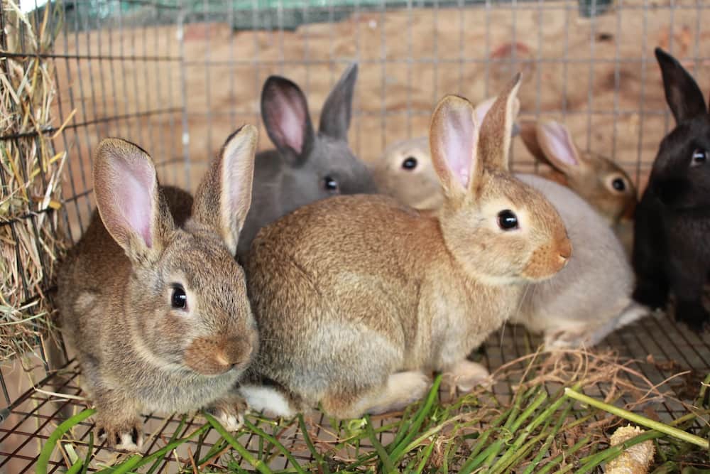 Rabbit farming business