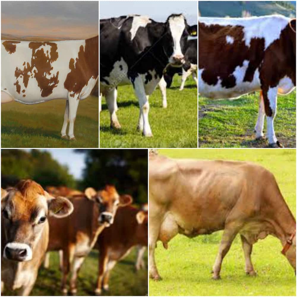 Dairy farming in Kenya - where to buy graded dairy cows in Kenya?