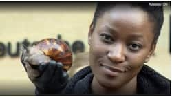 Inspiring! Woman quits well-paying corporate job to start successful snail farming business