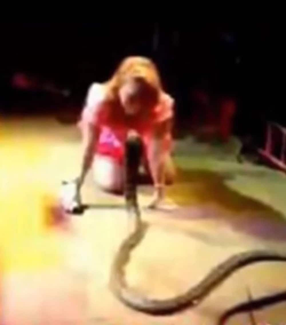 Singer dies during performance after king cobra bites her in leg