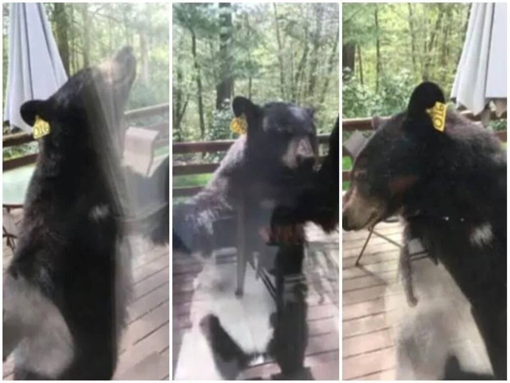 Frightening moment giant BEAR attempts to break into woman’s house through glass window (photos)