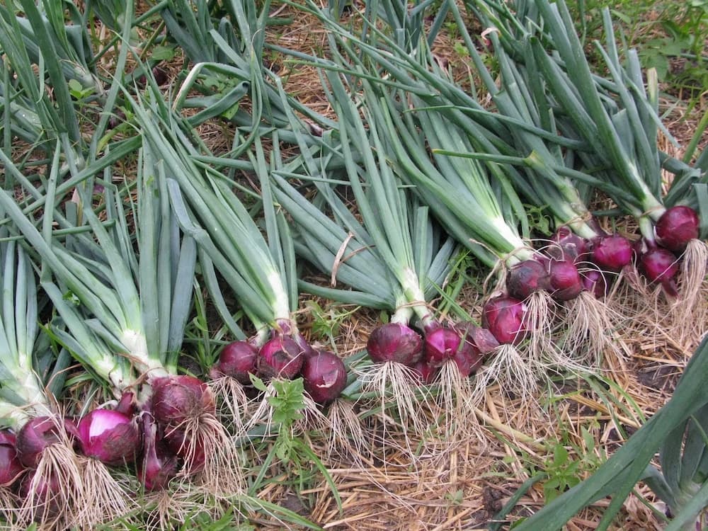 Onion farming in Kenya 2018