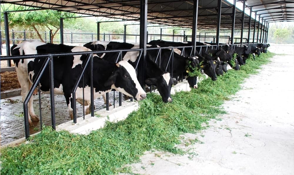 Dairy cow farming in Kenya
