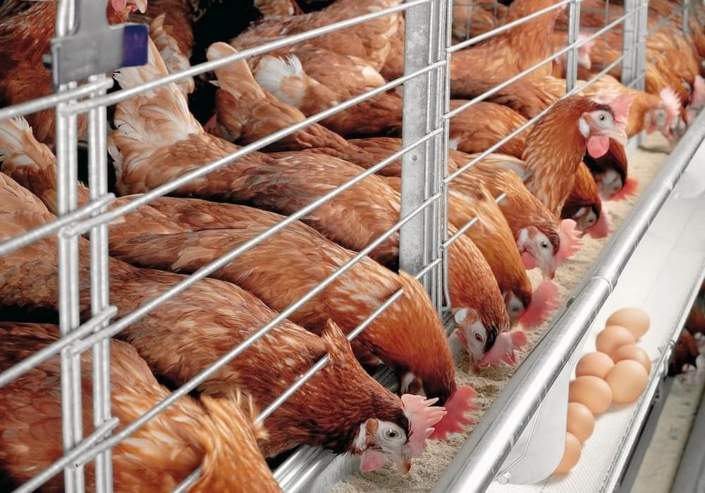Commercial poultry farming in Kenya business plan
