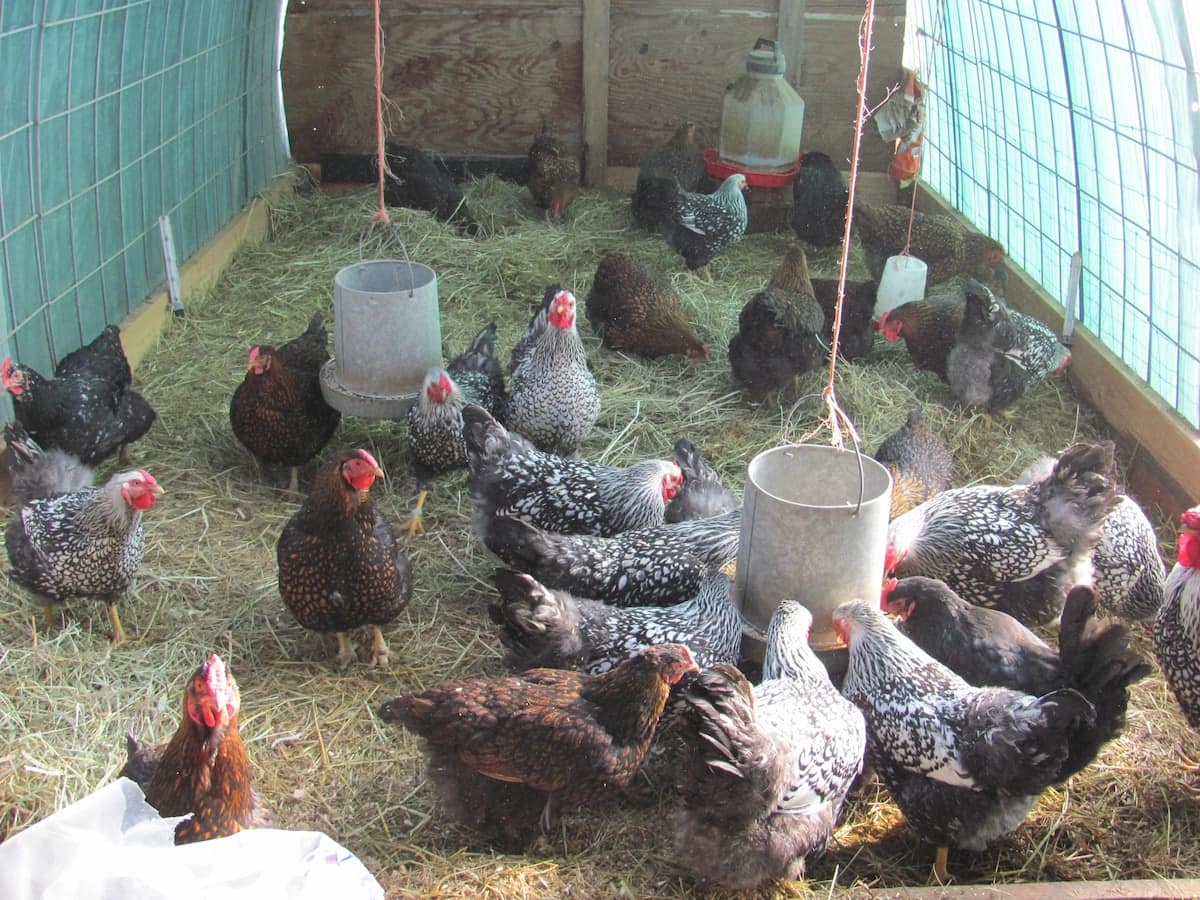 Simple Chicken House Plans In Kenya