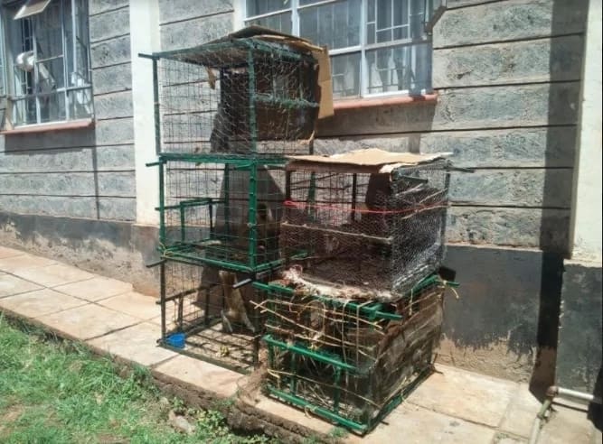 Murang'a county govt launches hunt for monkeys seducing women and girls