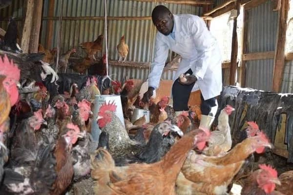 chicken business plan in kenya