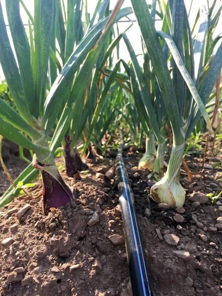 Onion farming training