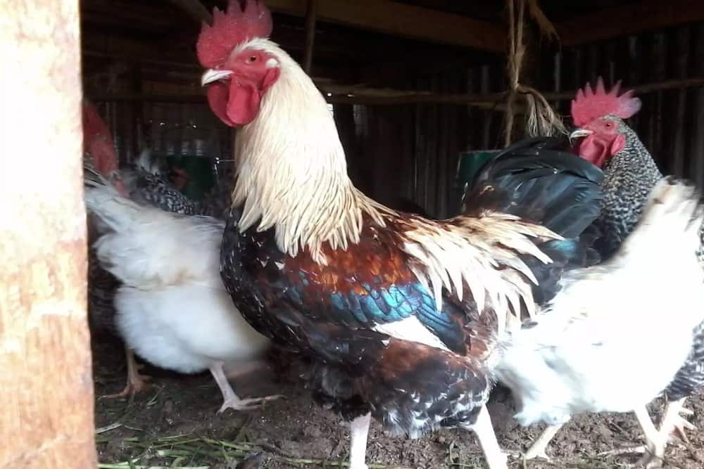 Kari Kienyeji Chicken Rearing and Breeding Guide: How to Earn from Poultry Farming