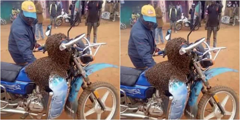 Witchcraft is real, Makueni man sends a swarm of bees to recover his stolen motorbike