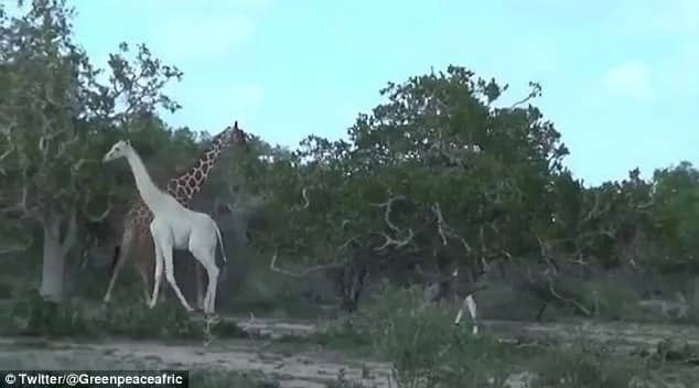 White giraffes? Never seen before extremely rare white giraffes spotted in Kenya