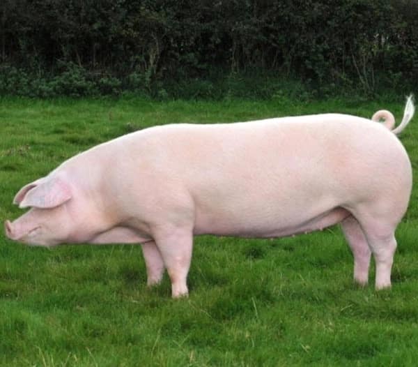 pig farming business plan kenya