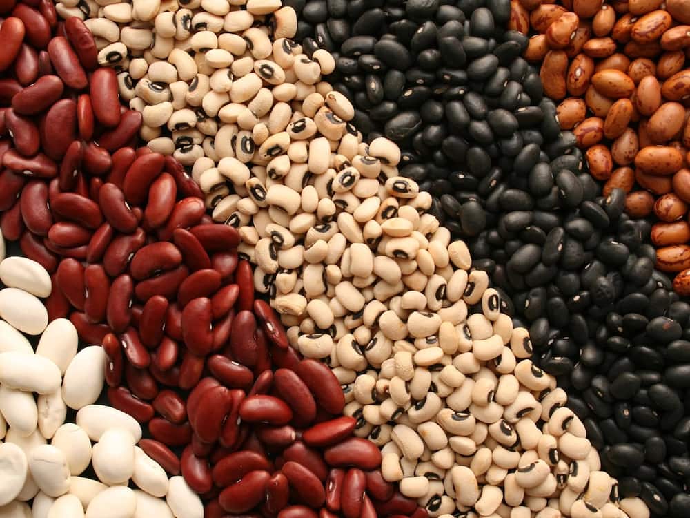 Beans Farming in Kenya for Beginners: How to Reap Profits