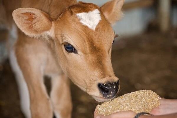 How calf rearing