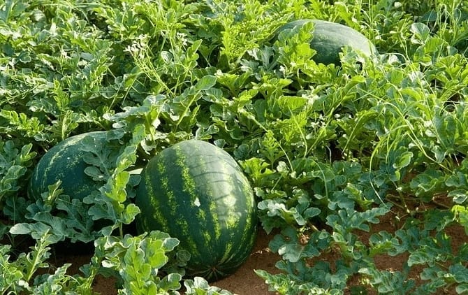 watermelon farming in Kenya