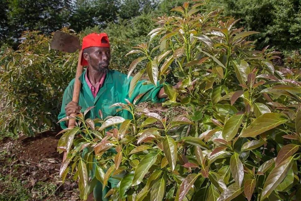 Kenya kuuza parachichi zenye thamani ya KSh 5.4 bilioni nchini Afrika Kusini