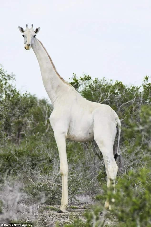 White giraffes? Never seen before extremely rare white giraffes spotted in Kenya