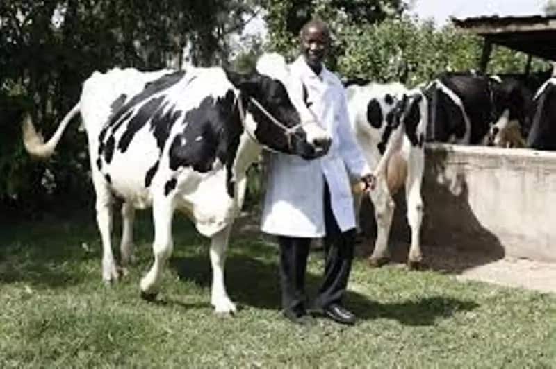 dairy farming success stories in kenya