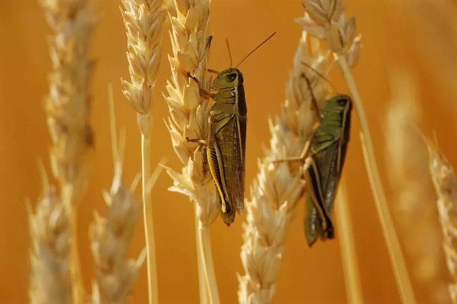 Wheat Farming in Kenya 2018