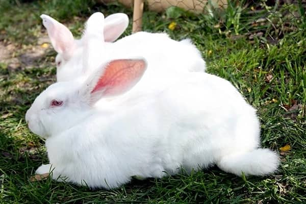 Rabbit market in Kenya