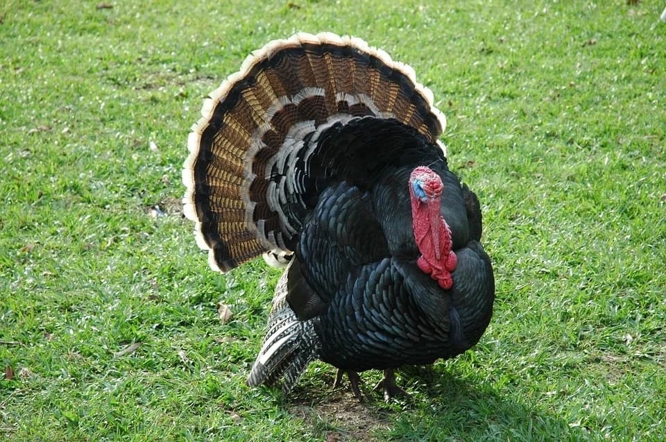 Turkey farming in Kenya