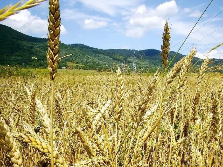 Wheat Farming in Kenya 2018