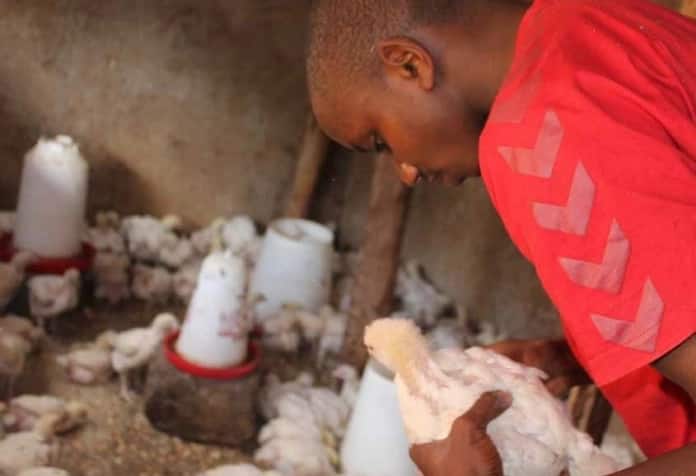 Success stories of poultry farming in Kenya