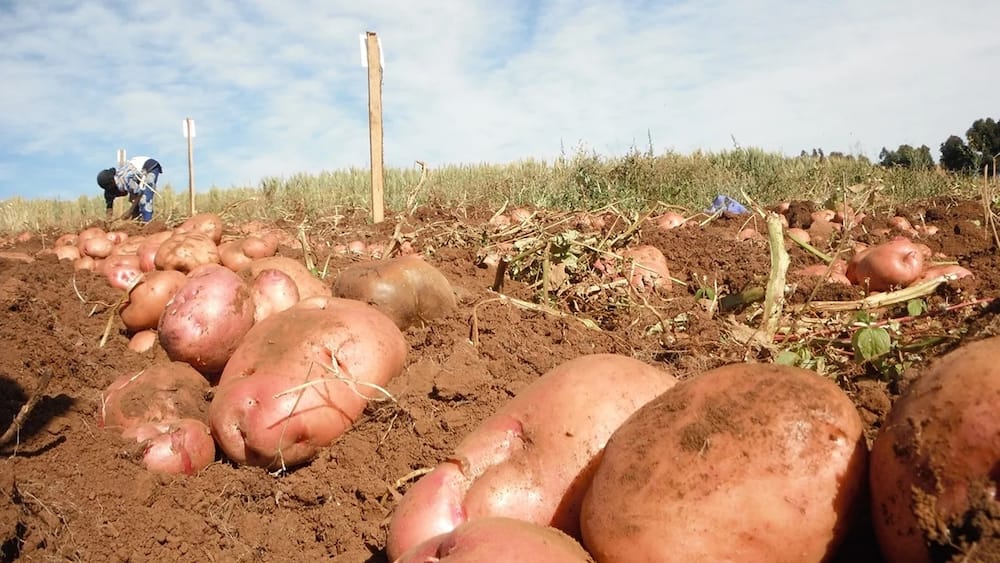 Commercial Potato Farming in Kenya: Tips to Be a Successful Farmer