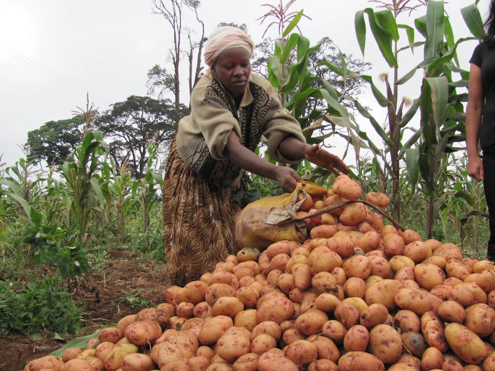 Commercial Potato Farming in Kenya: Tips to Be a Successful Farmer