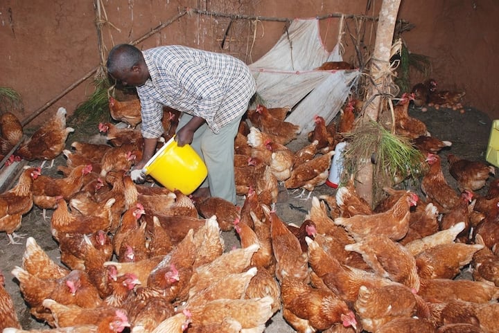 poultry farming business plan kenya