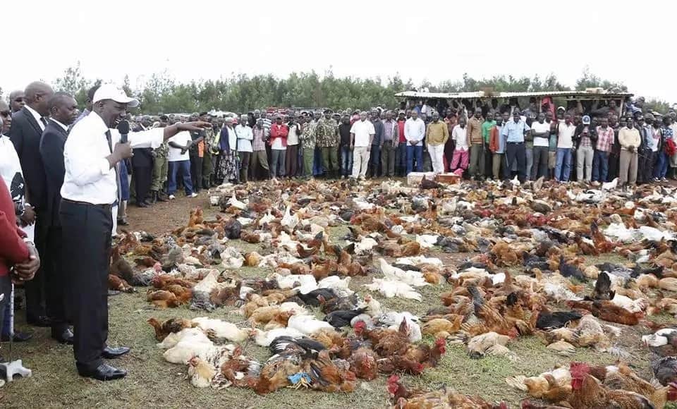William Ruto goes back to his roots where he started as chicken seller, launches chicken auction