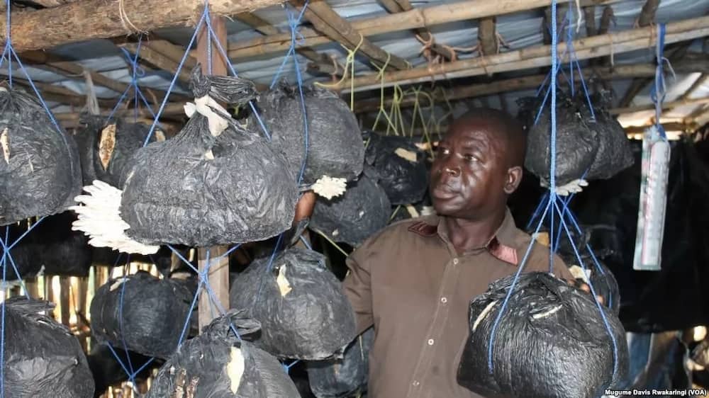 Earn your first million on mushroom farming in Kenya