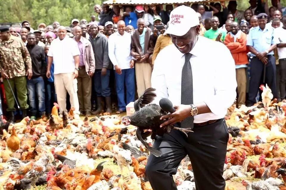 William Ruto goes back to his roots where he started as chicken seller, launches chicken auction