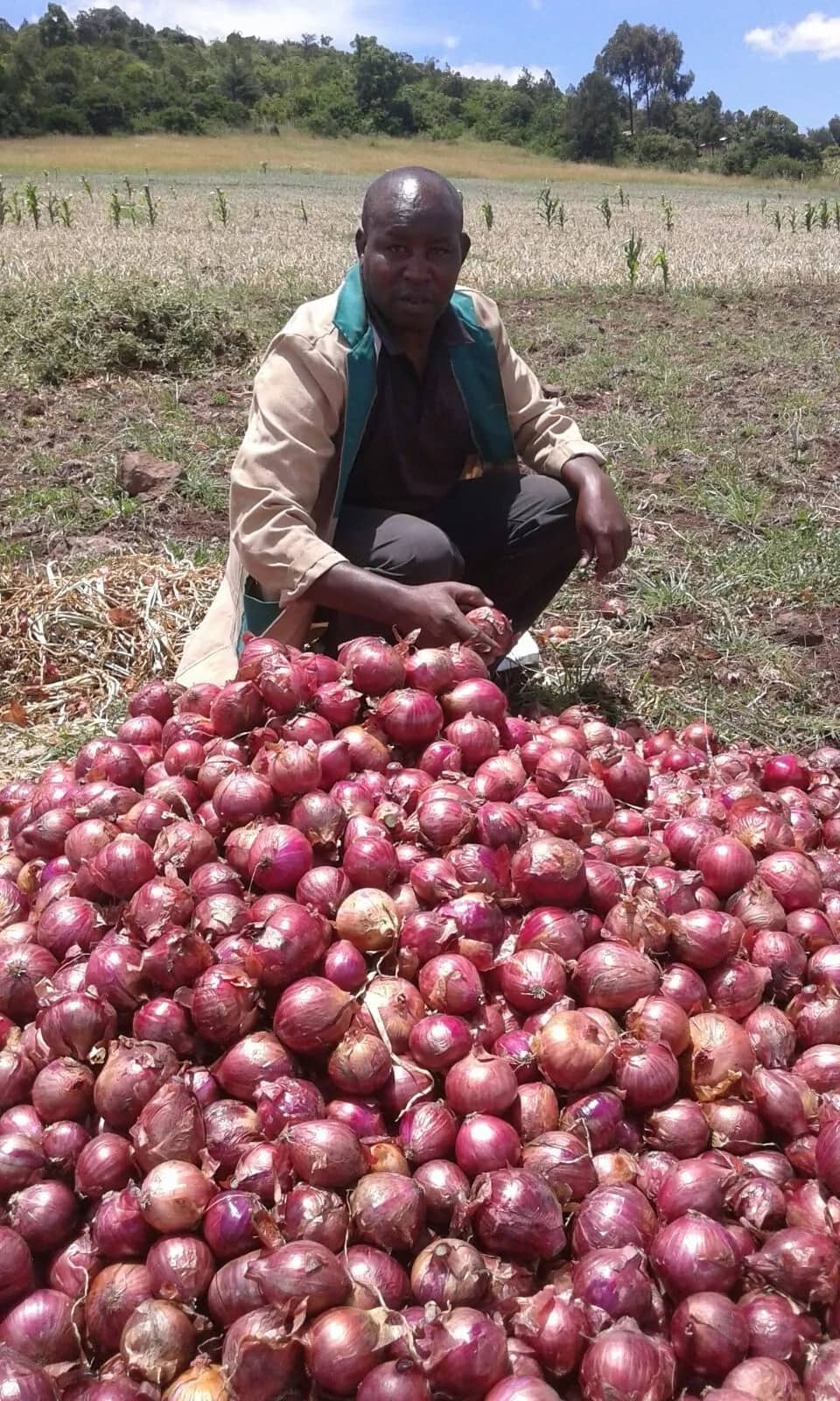 Greenhouse onion farming in Kenya