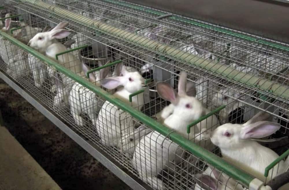 Challenges of rabbit farming in Kenya