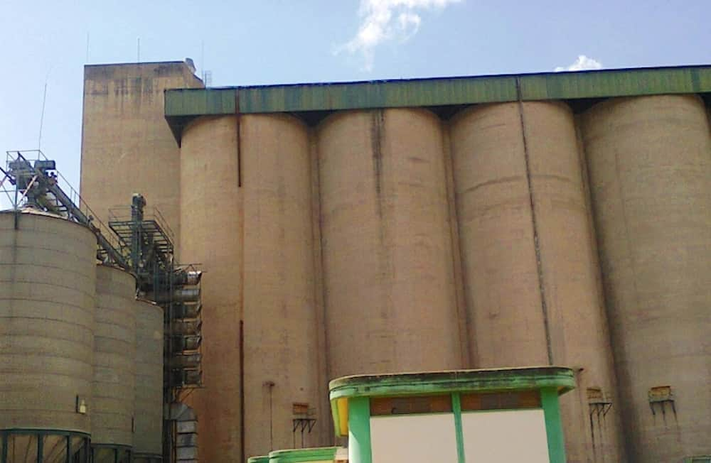 Maize worth KSh 11.5 billion rotting in National Cereals and Produce Board silos