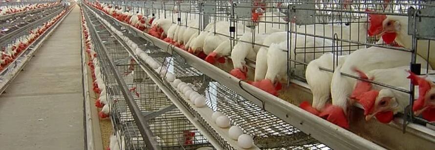 poultry farming houses in kenya