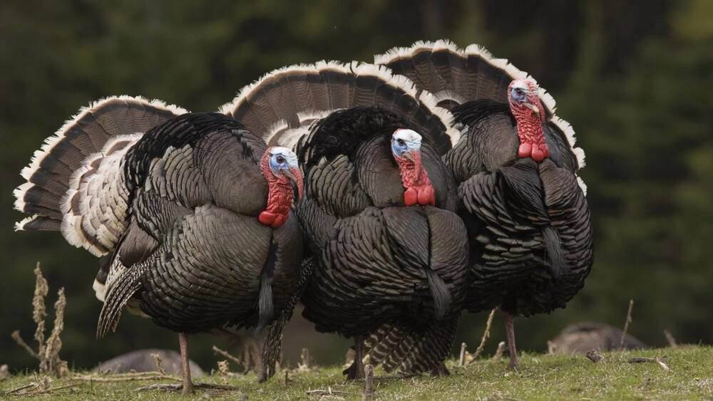 Turkey Farming in Kenya