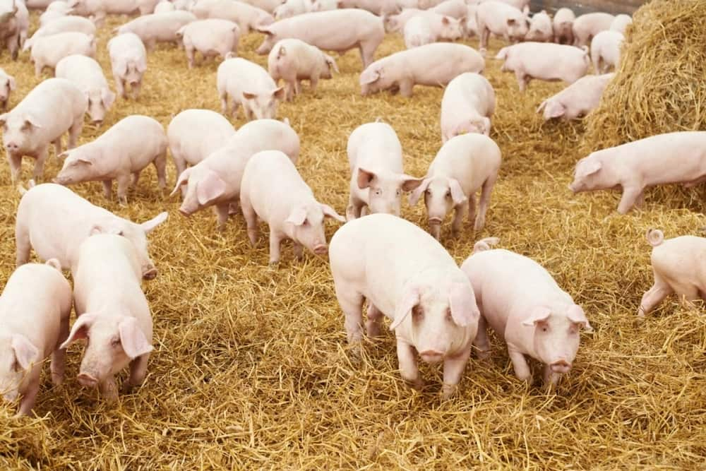 Terms Used In Pig Farming